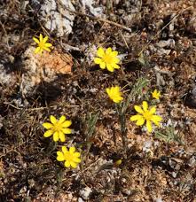 Image result for Leysera tenella