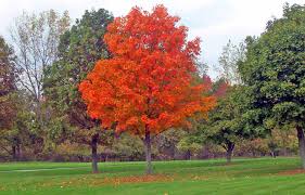 Is fall a good time to plant trees and shrubs? | UNH Extension