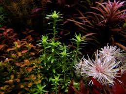 Image result for Hetaeria heterosepala