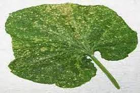Image result for thrips damage on cucumber