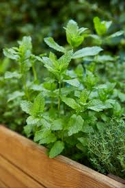 Faire Pousser Ses Propres Plantes Aromatiques C Est A La Fois Simple Pratique Et Agreable Menthe Romarin Basilic En 2020 Mobilier Jardin Jardins Graines De Menthe