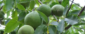 Image result for Casimiroa