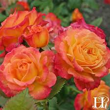 Garden Delight In 2020 Double Delight Rose Floribunda Roses Heirloom Roses