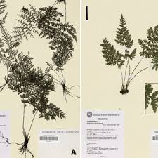 Image result for Trichomanes crispiforme