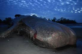 Di perut paus sepanjang hampir 10 meter itu ditemukan sampah plastik sekitar 6 kilogram. Bangkai Paus Sperma Terombang Ambing Di Laut Sanur Kebencanaan