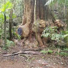 Image result for Triplochiton zambesiacus