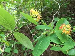 Image result for Turraea nilotica