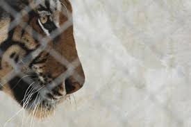 Cat And Mouse Accused Tiger Trafficker Slips Authorities