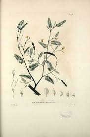 Image result for Aeschynomene sensitiva