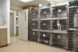 Pet boarding service in paris. Pet Boarding Daycare Countryside Veterinary Clinic