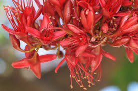 Image result for Schotia brachypetala