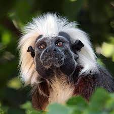 Cotton Top Tamarin Saguinus Oedipus Animals Wild Primates Animals Images