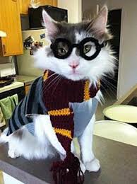 105 Halloween Cat Costumes That Will Make You Smile Pet Costumes Cat Cute Cat Costumes Pet Costumes