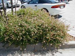 Image result for Mechowia grandiflora