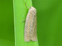 Image result for Chilodes maritima