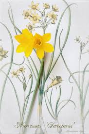 Narcissus Sweetness Flower Drawing Botanical Art Daffodil Day