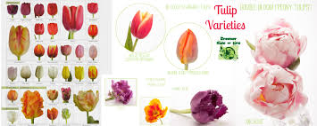 Tulip Varieties