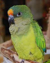But at the moment he is looking terrible. Peach Fronted Conure This Is What My Little Mango Baby Is Parrot Bird Pretty Birds Conure Parrots