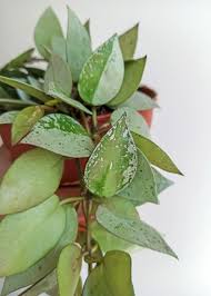 Image result for Begonia lacunosa