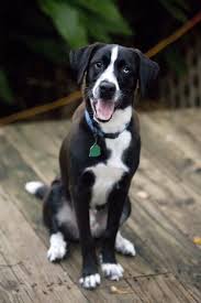 Adopt Hooch On Petfinder Short Haired Border Collie Border Collie Border Collie Lab Mix