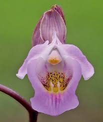 Image result for Rhipidoglossum pusillum