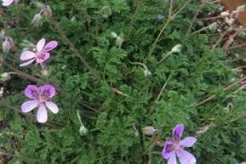 Image result for Geraniaceae