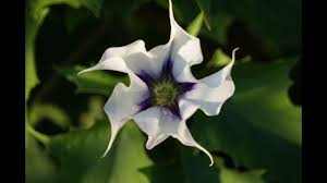 Image result for durman obecný květ