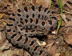 Western Pygmy Rattlesnake Rattlesnake Snake Snake Venom