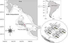 This is my personal account. Frontiers The Early Life History Transitions Of The Bivalve Aulacomya Atra From The Humboldt Current System Off Peru Are Affected By Human Exploitation And Modulated By El Nino La Nina Cycle