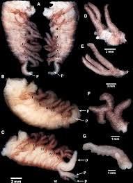 Image result for Ctenitis cirrhosa