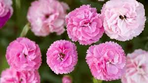 Image result for Plumbaginaceae