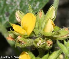 Image result for Rhynchosia