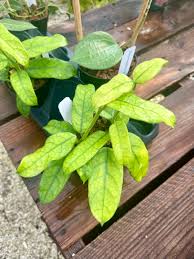 Image result for Microcoelia globulosa