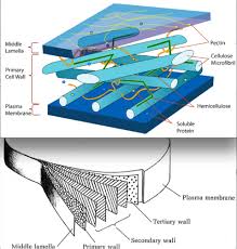 Animal cell walls are composed of quizlet. E2 Plant Fungal Cell Wall Structure Synthesis Flashcards Quizlet