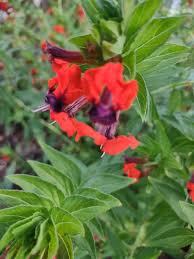 Image result for Cuphea llavea