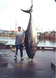 Bluefins are warm blooded and are comfortable in the cold water of newfoundland and iceland. Tagged Bluefin Tuna Recaptured After Sixteen Years