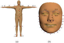 A Modeling Method for the Human Body Model with Facial Morphology