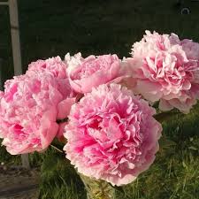 Wer rosen haltbar machen will,. Rosen Kandieren Und Haltbar Machen Frag Mutti