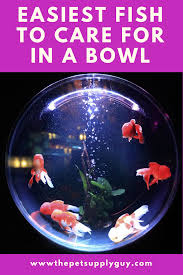 Most beginner fish keepers are not going to want some certain fish because keeping them alive can be really. Easiest Fish To Care For Off 68 Www Usushimd Com