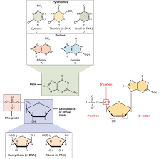 Each nucleotide unit has a nitrogen containing base. Structure Of Nucleic Acids Biology For Majors I