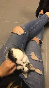Brxkens Fotografcilik Fotografcilik Pozlari Kedi