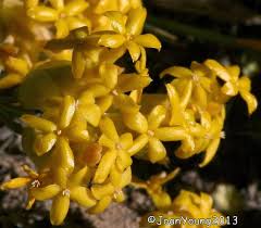 Image result for Gnidia chapmanii