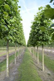 Platane Gartenpflanzen Platanen Pflanzen