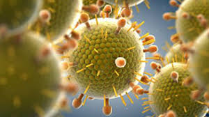 El virus sincitial respiratorio humano (vsr) (en inglés, human respiratory syncytial virus o rsv), también llamado virus respiratorio sincitial o virus respiratorio sincicial (vrs), es un virus de cadena simple de arn en sentido negativo de la familia de los paramixovirus (paramyxoviridae). Los Casos Del Virus Sincicial Respiratorio En Aumento En Florida Miami Mundo
