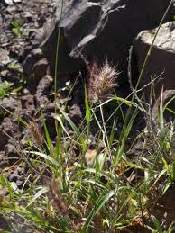 Image result for Cenchrus ciliaris