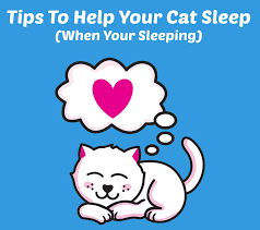 Jul 02, 2021 · how to get your cat to sleep with you method 1 of 11: Pin On Cat Infographics