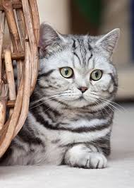 My Dream Kitty British Shorthair Silver Tabby So Beautiful American Shorthair Cat Cat Breeds Cats