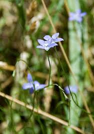 Image result for Wahlenbergia flexuosa