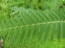 Image result for Sesbania sericea