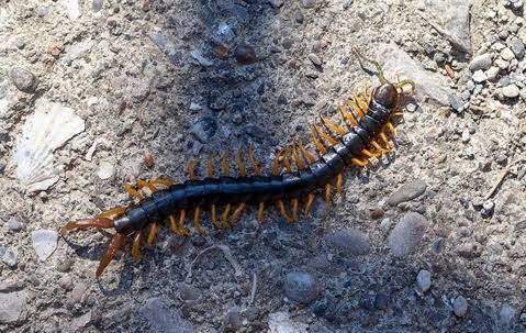 Centipede Control & Removal in Overland Park, KS
